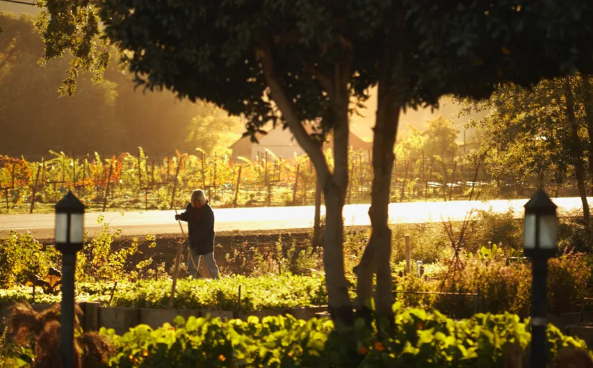 Mustards Grill garden