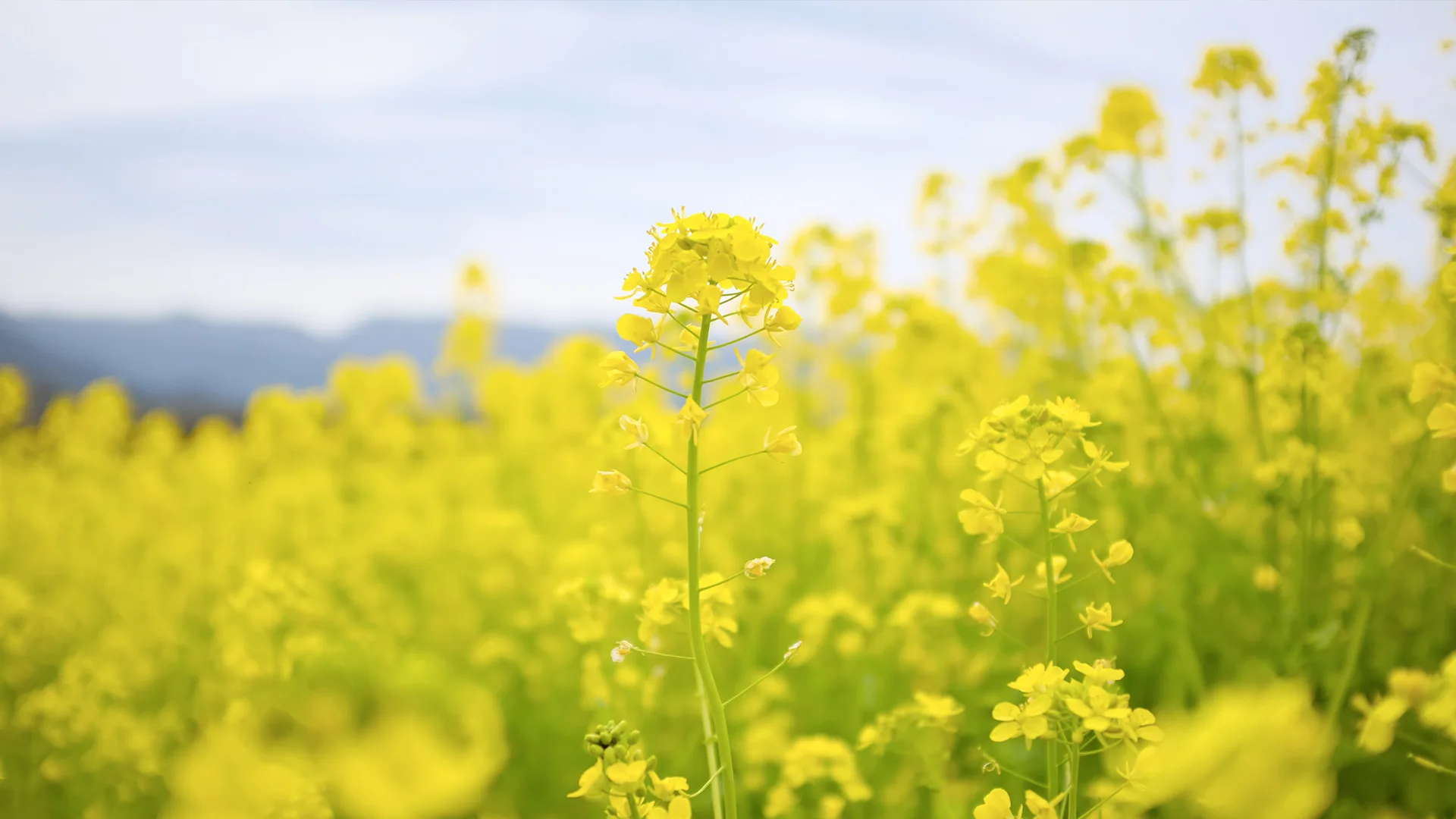 Mustard fields in Napa Valley