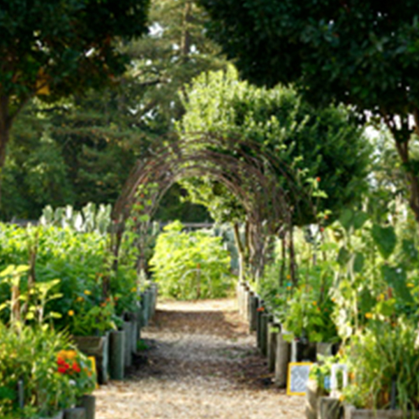 Garden at Mustards Grill