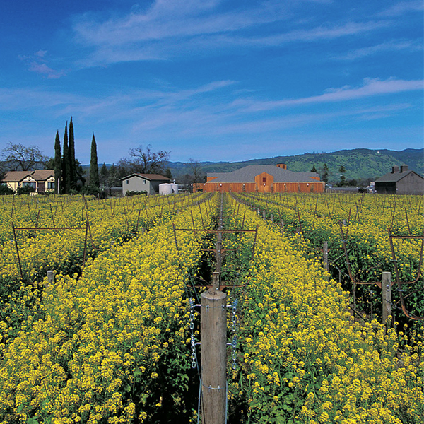 Mustard fields near Mustards Grill